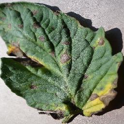 Tomato Leaf Disease Prediction